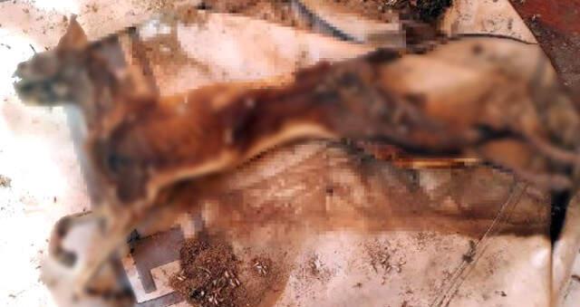 Erzurum'da İnsanlığımızı Sorgulatan Görüntü, Yakılmış Kedi Bedeni Bulundu