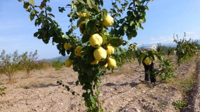 5 Yıl Önce Bitme Noktasına Gelen Gördes Ayvası, Yapılan Çalışmalar Sonucu Dalında Satıldı