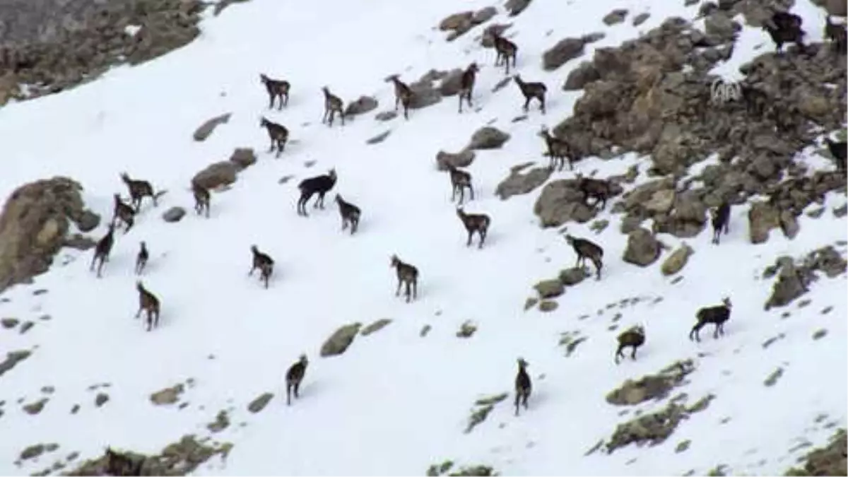Dağcılara Yaban Keçisi Sürprizi