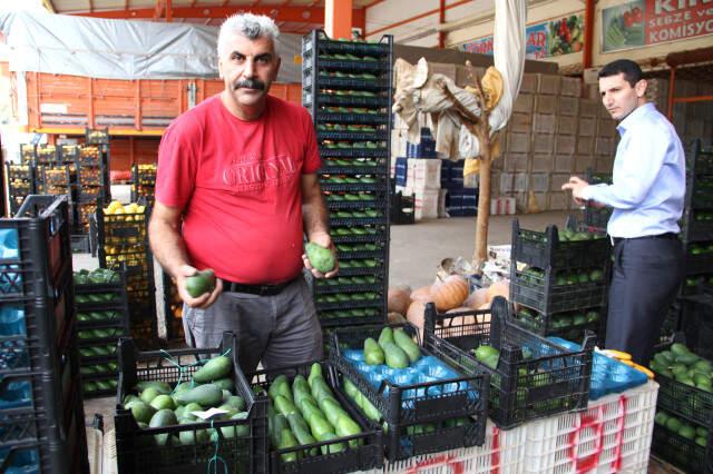 Rusya'ya 15 Bin Adet Gönderildi! Alanyalı Avokado Yetiştiricileri Taleplere Yetişemiyor