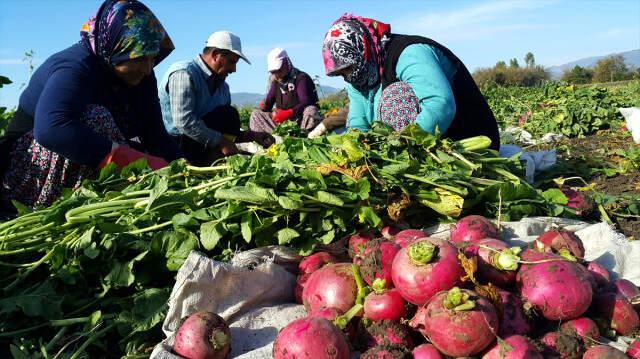 Turp Diyarında Hasat Başladı