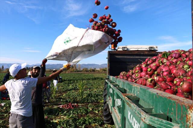 Turp Diyarında Hasat Başladı