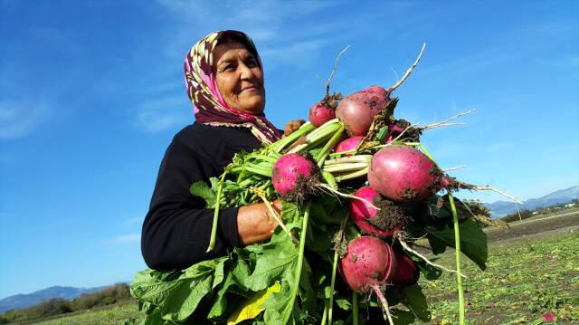 Turp Diyarında Hasat Başladı