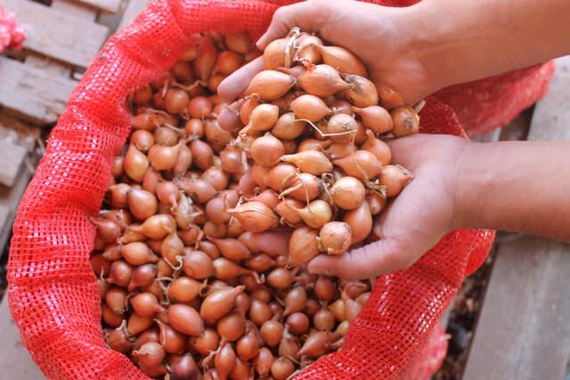 Geçen Yıl Çöpe Giden Arpacık Soğanı Bu Sene 7 Liradan Satılıyor