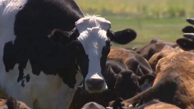 Avustralya'da Bin 400 Kiloluk Öküz Cüssesi Sayesinde Kesilmekten Kurtuldu