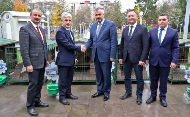 Kediler Dubleks Evlerine Kavuştu Kediler Dubleks Evlerine Kavuştu