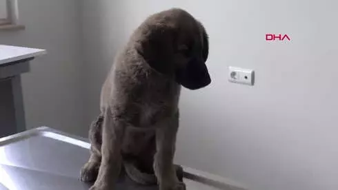 Sivas Yavru Köpeğin Bağırsağından Vida ve Tel Çıktı Sivas Yavru Köpeğin Bağırsağından Vida ve Tel Çıktı