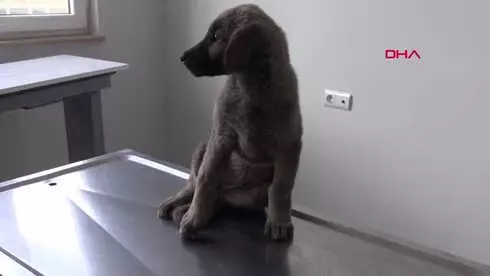 Sivas Yavru Köpeğin Bağırsağından Vida ve Tel Çıktı Sivas Yavru Köpeğin Bağırsağından Vida ve Tel Çıktı