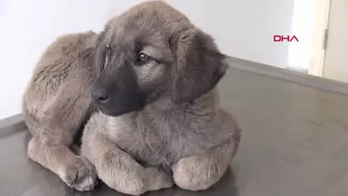 Sivas Yavru Köpeğin Bağırsağından Vida ve Tel Çıktı Sivas Yavru Köpeğin Bağırsağından Vida ve Tel Çıktı