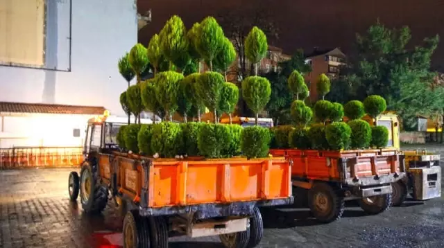 Bafra Yeşilleniyor Bafra Yeşilleniyor