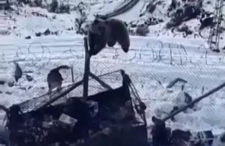Kato Dağı'nda Aç Kalan Ayı, Askeri Üs Bölgesine Girdi