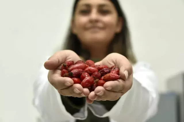 100 Gramı Bir Kasa Portakala Eşdeğer