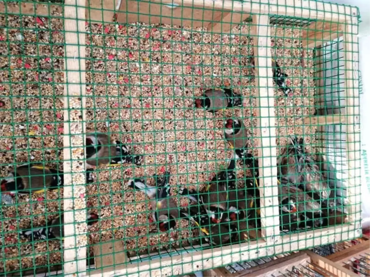 Adana'da 'Saka Kuşu' Operasyonu