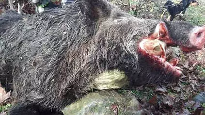 200 Kilogramlık Domuz Avlandı