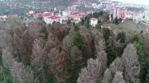 Atatürk Köşkü Ormanı'nı '12 Dişli'den Kurtarmak İçin Kuruyan Ağaçlar Kesilecek Atatürk Köşkü Ormanı'nı '12 Dişli'den Kurtarmak İçin Kuruyan Ağaçlar Kesilecek