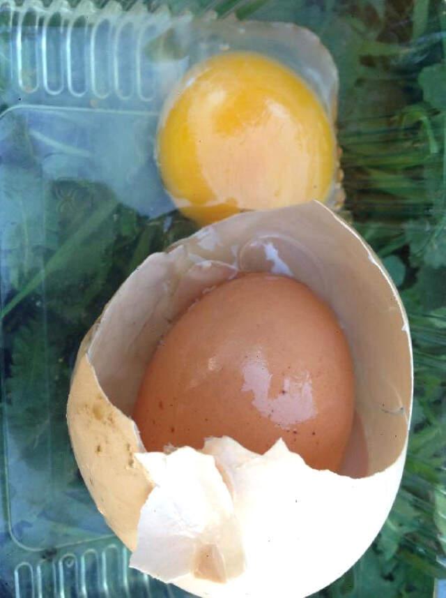 Erzurumlu Vatandaşın Kırdığı Yumurtanın İçinden Yumurta Çıktı