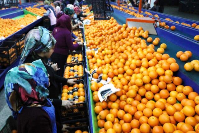 Rusya'dan Türk Narenciyesiyle İlgili Sevkiyat Öncesi Kontrol Kararı