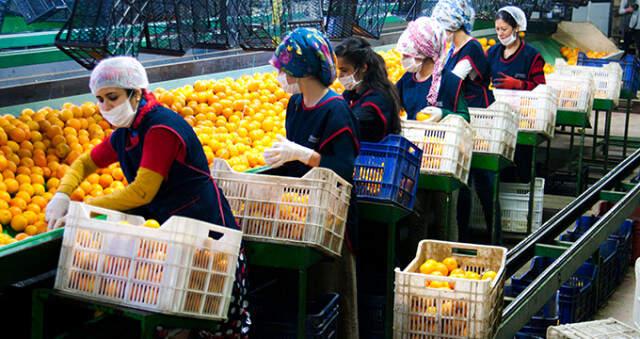 Rusya'dan Türk Narenciyesiyle İlgili Sevkiyat Öncesi Kontrol Kararı