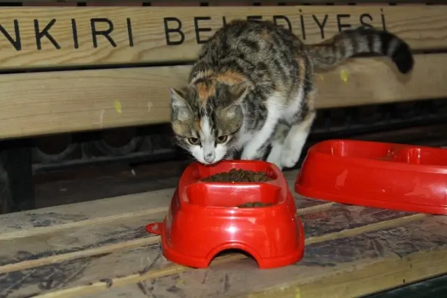 Sokak Kedileri İçin Barınakları Renklendirdiler Haberler