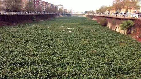 Asi Nehri'nin Yüzeyi Su Sümbülüyle Kaplandı