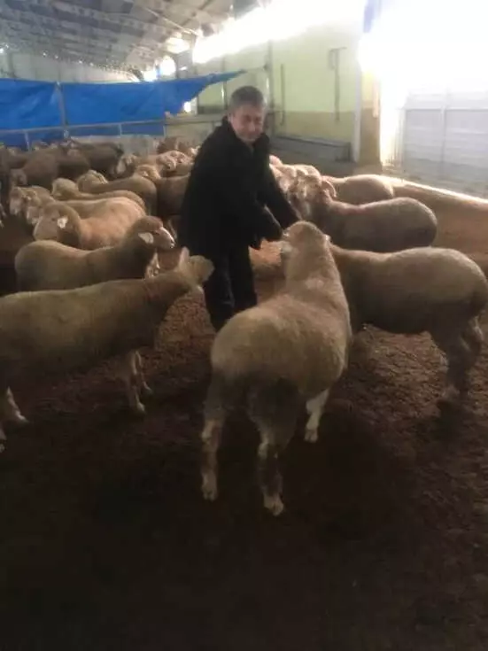 Mahkumların Yetiştirdiği Koçlar, Proje Kapsamında Dağıtılacak