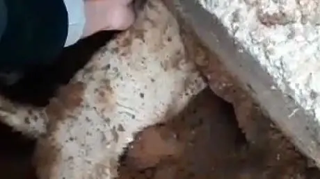 Okulda Beton Kalıplarının Arasına Sıkışan Köpek Kurtarıldı