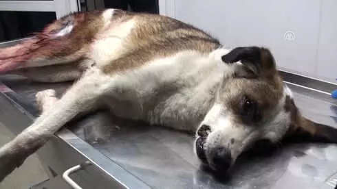 Vurulan Köpeğin Yardımına Üniversiteliler Koştu Vurulan Köpeğin Yardımına Üniversiteliler Koştu
