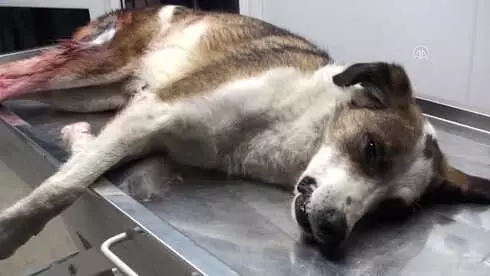 Vurulan Köpeğin Yardımına Üniversiteliler Koştu Vurulan Köpeğin Yardımına Üniversiteliler Koştu