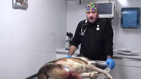 Vurulan Köpeğin Yardımına Üniversiteliler Koştu Vurulan Köpeğin Yardımına Üniversiteliler Koştu