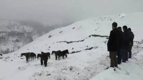 Doğada Aç Kalan Atlara Belediye Ekipleri Yem Verdi Doğada Aç Kalan Atlara Belediye Ekipleri Yem Verdi