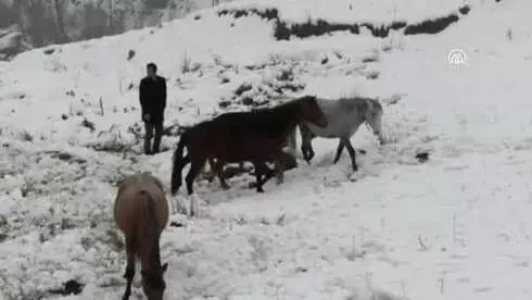 Doğada Aç Kalan Atlara Belediye Ekipleri Yem Verdi Doğada Aç Kalan Atlara Belediye Ekipleri Yem Verdi