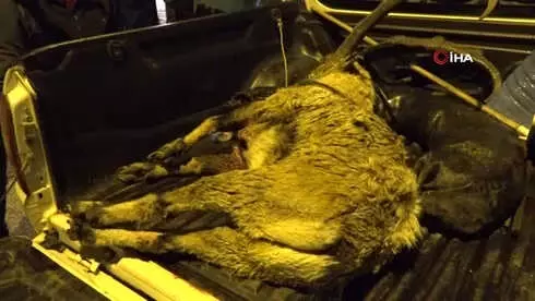 Köylü Çekti, İşte, O Dağ Keçisini Vuran Şahıs Köylü Çekti, İşte, O Dağ Keçisini Vuran Şahıs