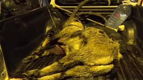 Köylü Çekti, İşte, O Dağ Keçisini Vuran Şahıs Köylü Çekti, İşte, O Dağ Keçisini Vuran Şahıs