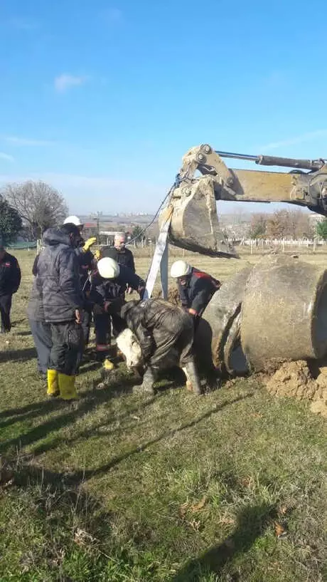 Rögara Düşen Buzağı Kurtarıldı