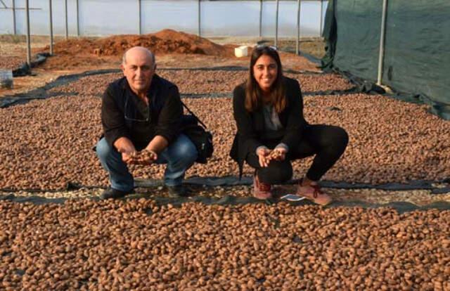 Sadece 14 İlde Üretimi Yapılabilen Pikan Cevizinin Kilosu 130 Liradan Satılıyor