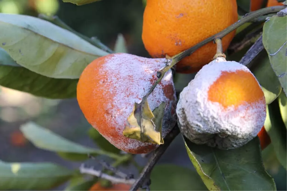 Satsuma Mandalinasında Yüzde 50 Zayiat ile ilgili görsel sonucu