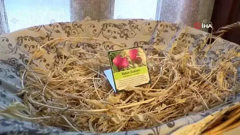 Şifalı Bitkilerin Yer Aldığı Müze Ecza Deposu Gibi...tıbbi Aromatik Bitkiler Müzesi'nde 280 Bitki... Şifalı Bitkilerin Yer Aldığı Müze Ecza Deposu Gibi...tıbbi Aromatik Bitkiler Müzesi'nde 280 Bitki...