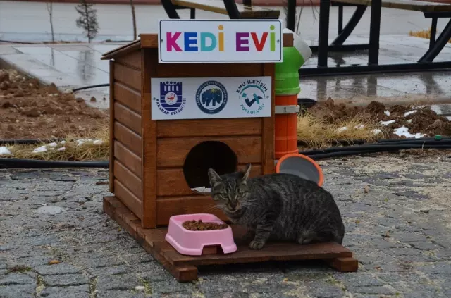 Üniversite Öğrencilerinden Kedi ve Köpekler İçin &quot;Ev&quot; Haberler