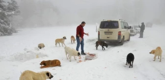 Donmak Üzere Olan Köpekleri Sobanın Yanında Isıtıp Etle Besliyor