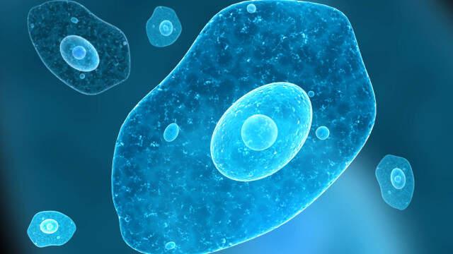 Burnunu Musluk Suyuyla Temizleyen Kadının Beynini Amipler Yedi