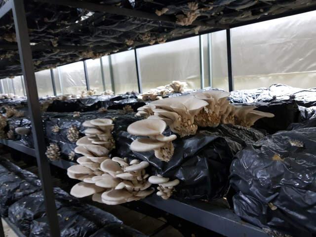 Hataylı Çiftçi Mantarlarını Klasik Müzikle Yetiştiriyor