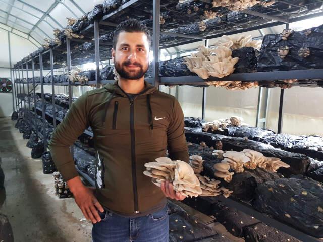 Hataylı Çiftçi Mantarlarını Klasik Müzikle Yetiştiriyor