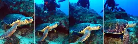 Misinaya Takılan Caretta Caretta Ölümden Kurtarıldı