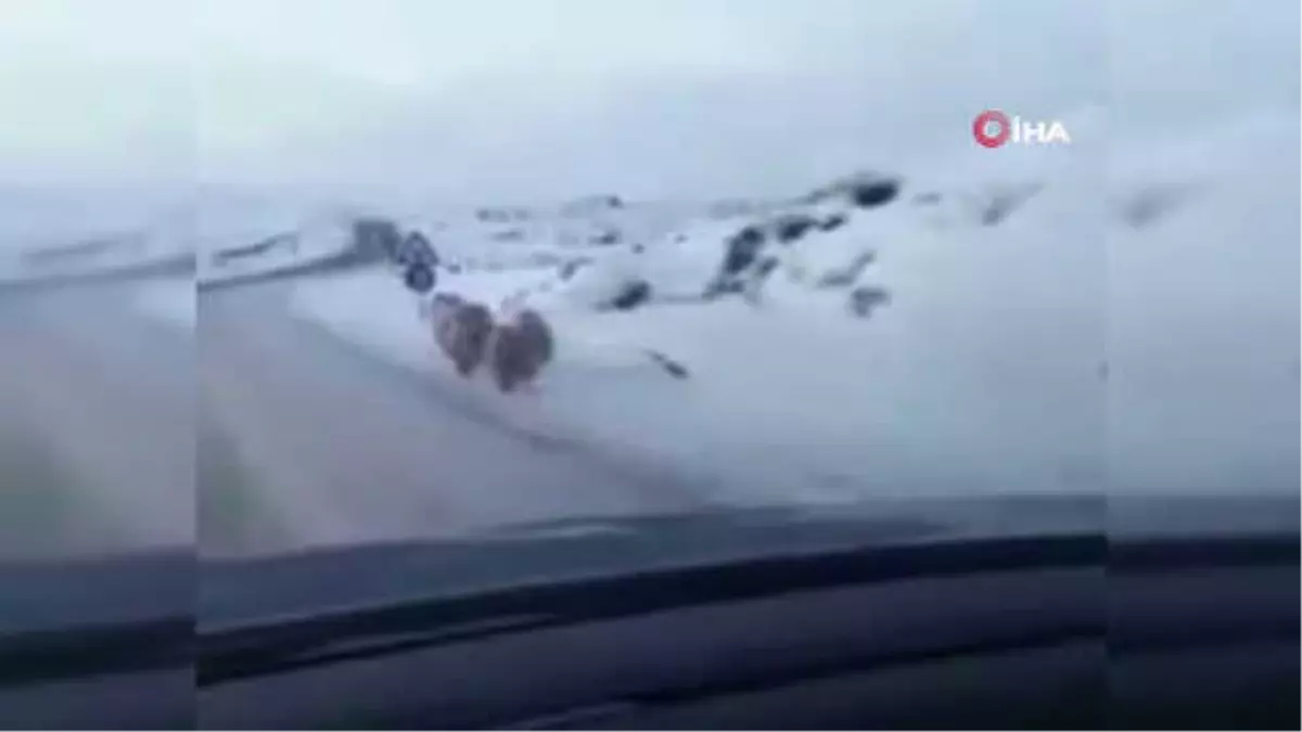 Ayılar Yiyecek Bulmak İçin Karayoluna İndi