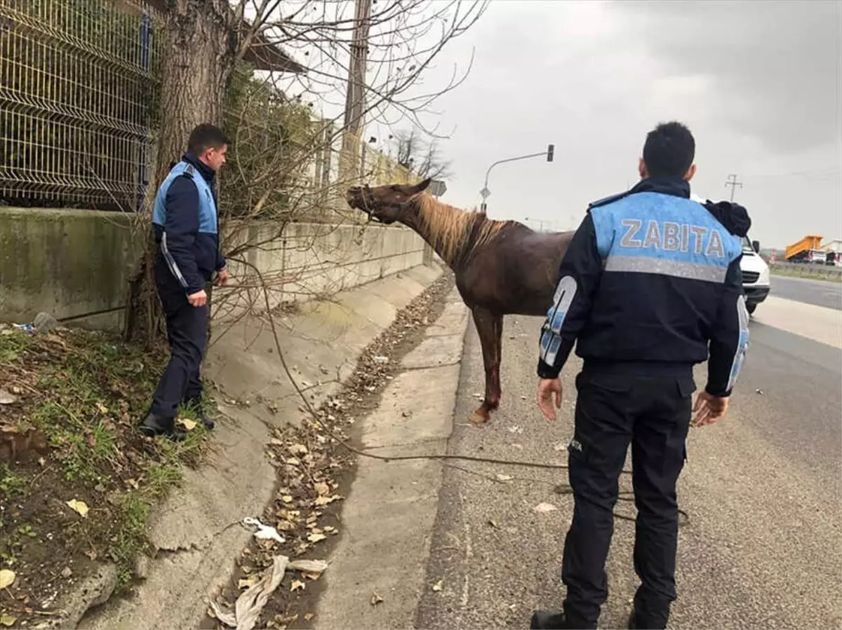 Ergene'den Kısa Kısa
