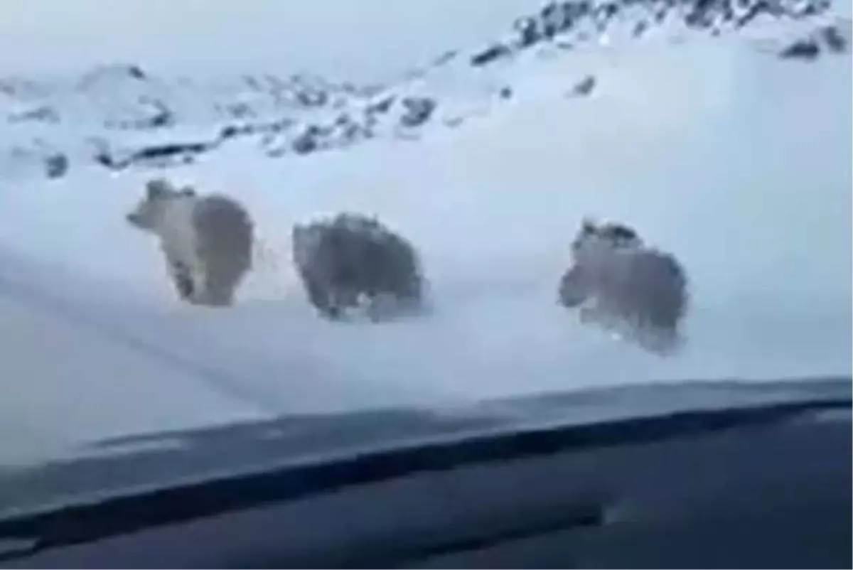 Yiyecek Arayan Ayılar Karayoluna İndi