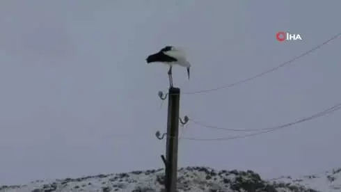 Göç Edemeyen Leylek Kars'ta Kaldı Göç Edemeyen Leylek Kars'ta Kaldı