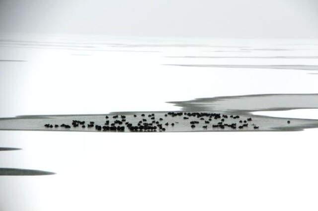 Ardahan'da Aktaş Gölü Dondu