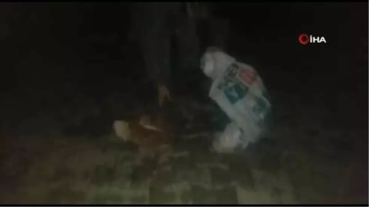 Çuvala Doldurulup Ölüme Terk Edilen Tavukları Yoldan Geçen Genç Kurtardı