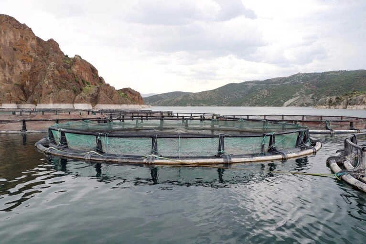 Bozkırda Yetişen Alabalıklar Uzakdoğu'ya İhraç Ediliyor